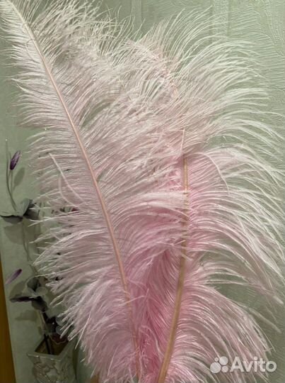 Страусиные перья