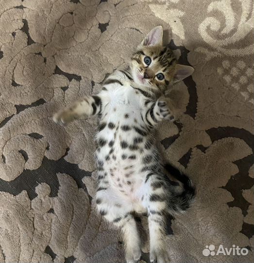 Бенгальский кот
