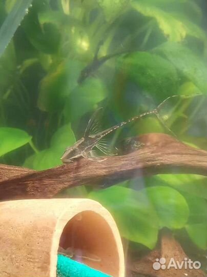 Стурисома панамская