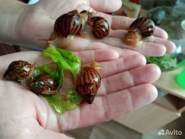 Улитки ахатинские сухопутные