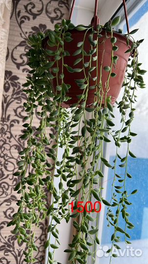 Комнатные цветы