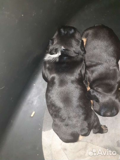 Французский бульдог-чудо из чудес)