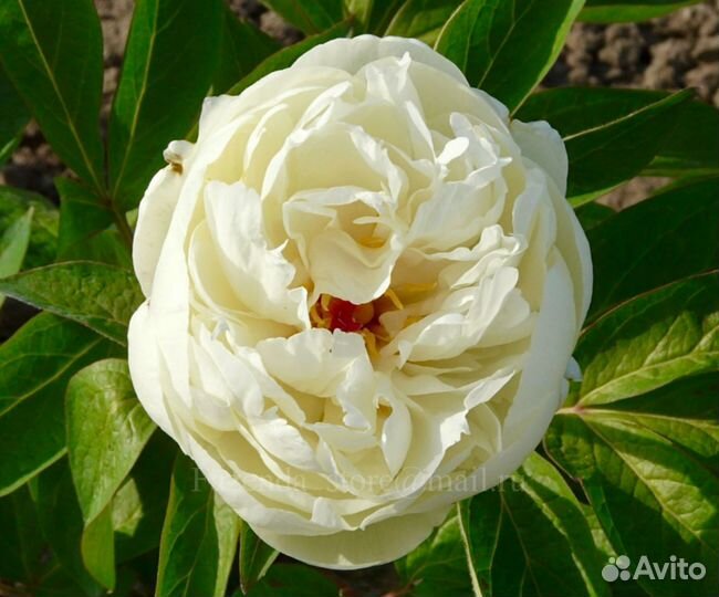 Корень пиона