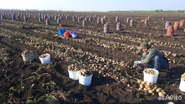 Требуются сборщики картофеля свеклы маркови