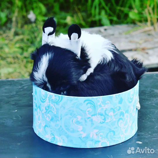 Породистый пуховый мальчик 2 мес