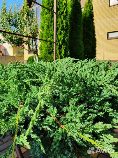 Можжевельник