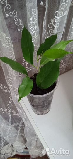 Фикус Бенджамина Экзотика