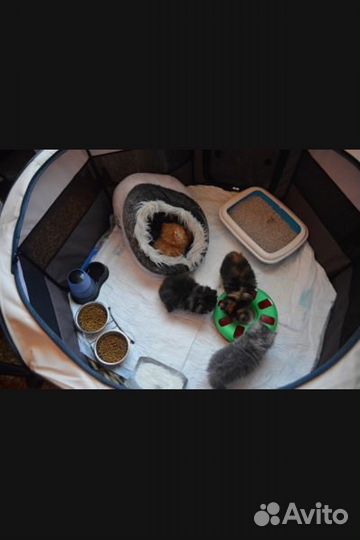 Манеж для животных