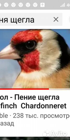 Щеглы чижы певчие клетка снегирь реполов
