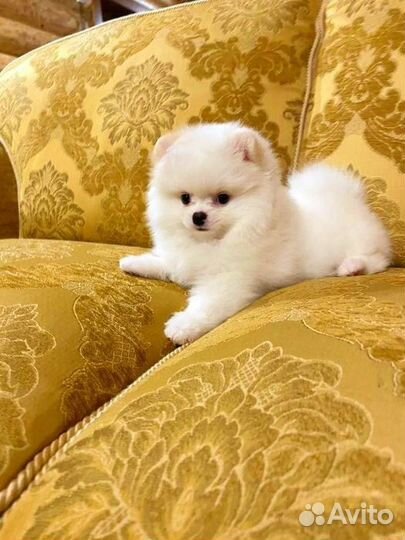 Померанский шпиц мини