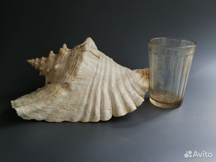 Ракушка морская большая