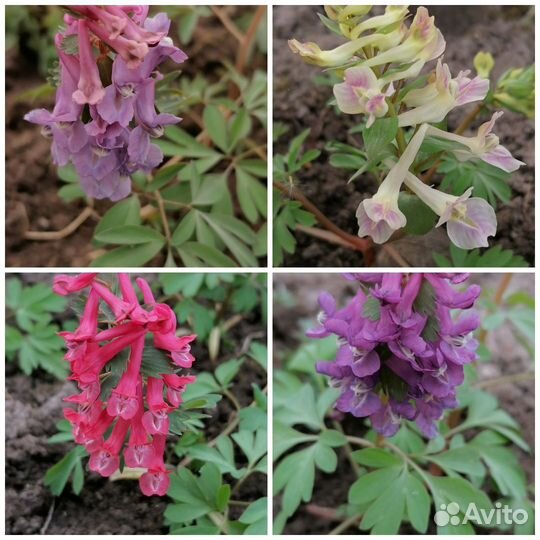 Семена многолетних цветов