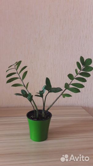 Замиокулькас