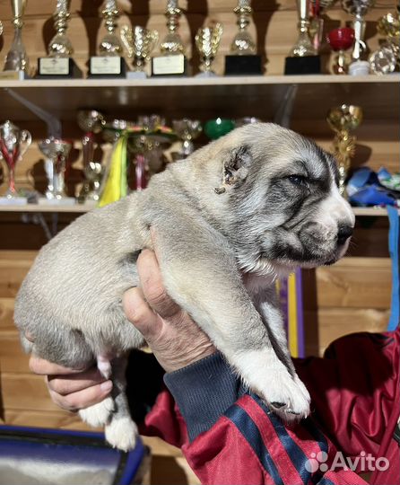 Среднеазиатская овчарка алабай щенки