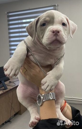 Собака американские булли