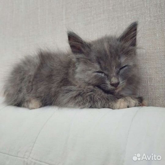 Дымчатые котята в дар