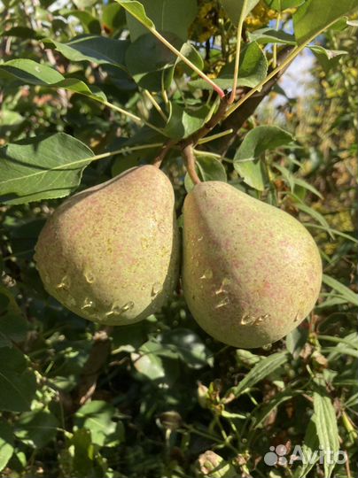 Черенки яблони и груши для прививки