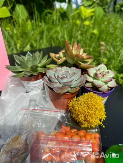 Набор для создания флорариума с суккулентами — иде