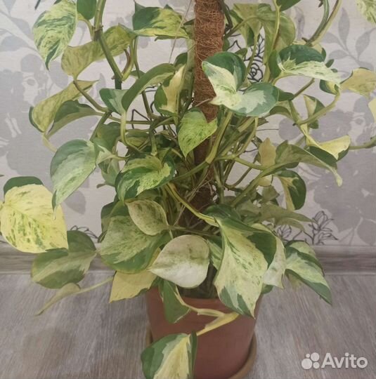 Эпипремнум хеппи лиф