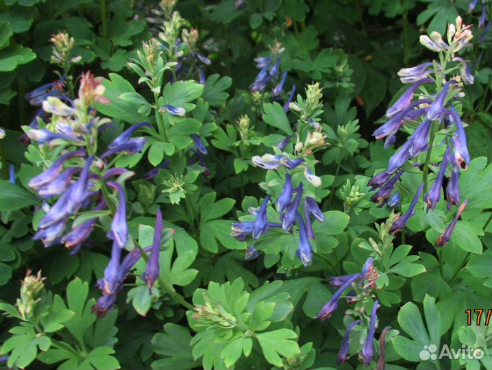 Хохлатка. SP.китай