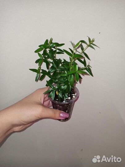 Комнатные растения