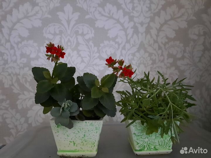 Каланхоэ Красный