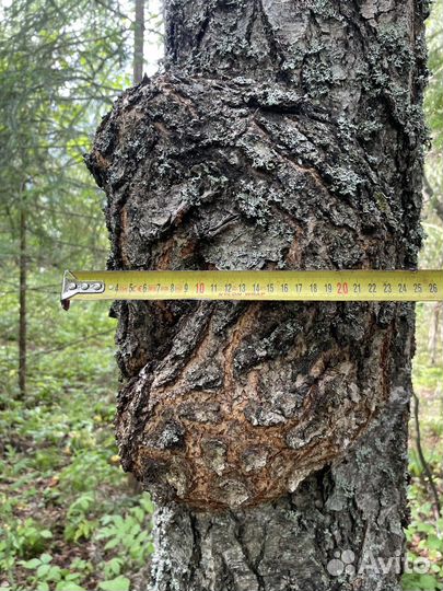 Кап (Сувель ) березовый,живой