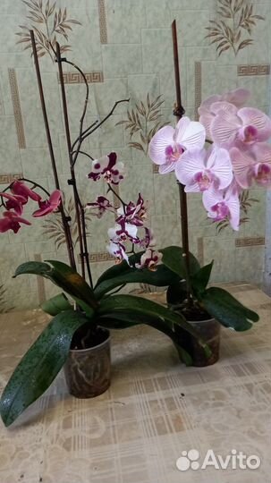 Сортовые орхидеи