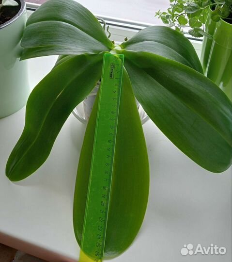 Орхидея фаленопсис