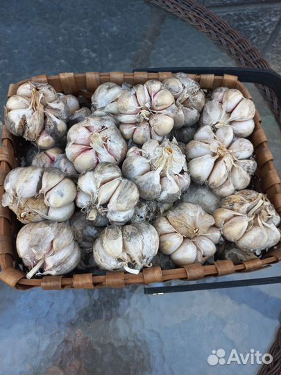 Семена :чеснока,укроп, огурцы и кабачки