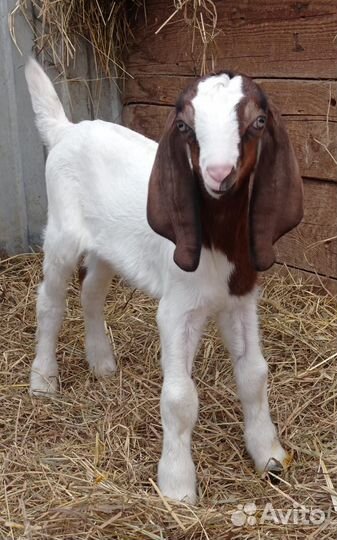 Козлята гулаби/ нубийские