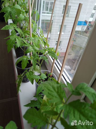 Рассада помидоров томатов