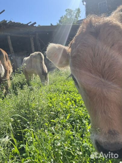 3 бычка 3 телки