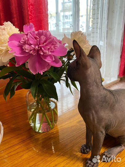 Канадский сфинкс девочка