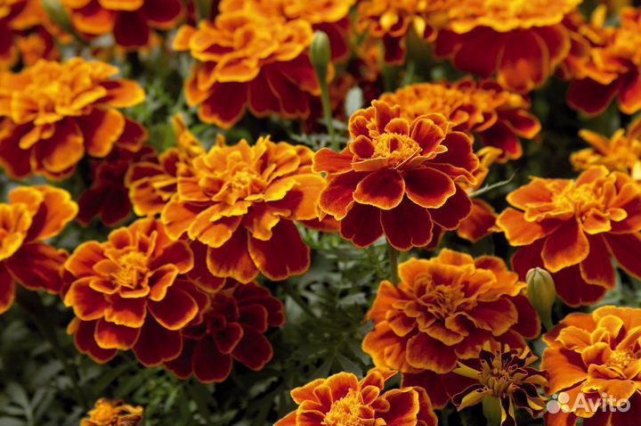 Семена бархатцев