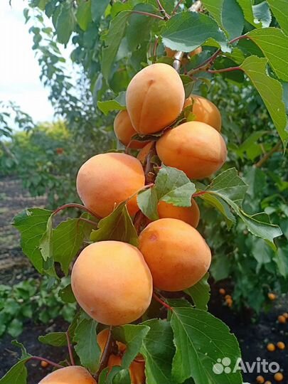 Плодовые деревья. Из питомника