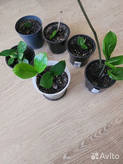 Замиокулькас