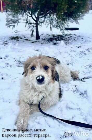 Девочка в добрые руки