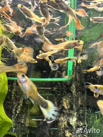Аквариумные рыбки гуппи