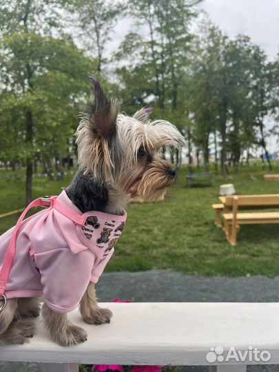 Йоркширский терьер мини девочка