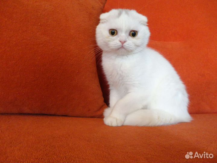 Белоснежные Шотландские Красавчики