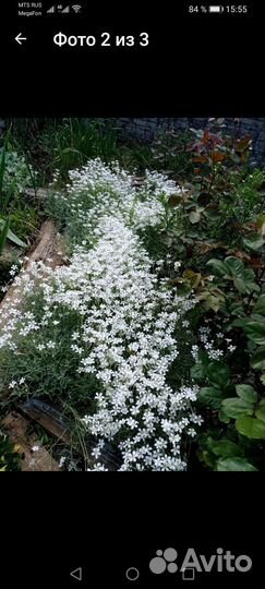 Ясколка войлочная серебристая