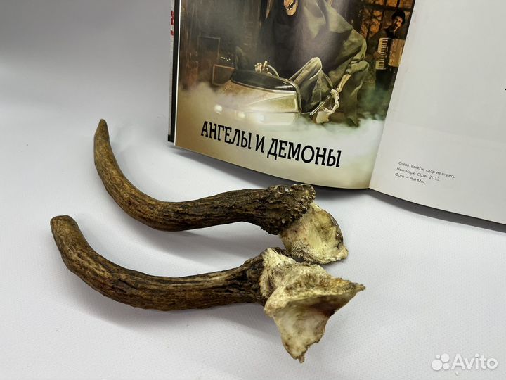 Рога молодого лося