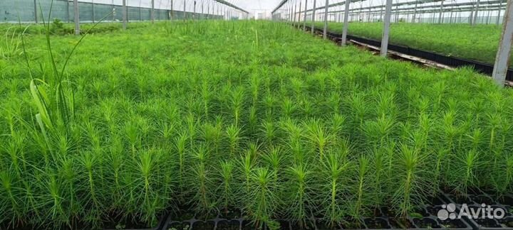 Саженцы сосны обыкновенной зкс