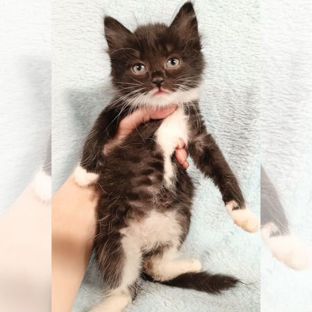 Котёнок в добрые руки