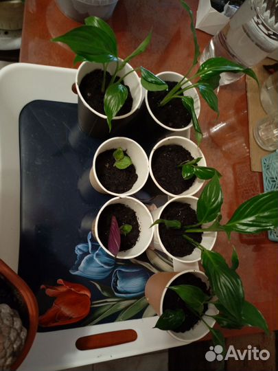 Давайте меняться цветами