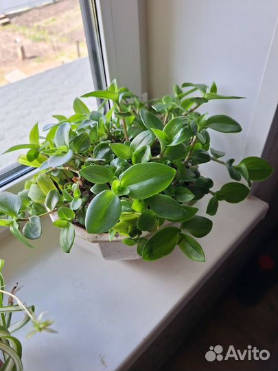 Комнатные растения цветы