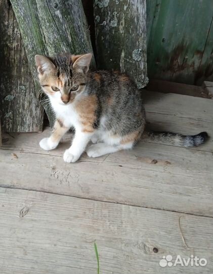 Отдам даром котёнка
