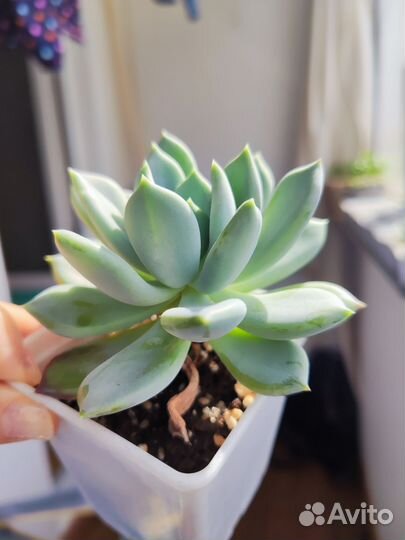 Пахиверия Драко