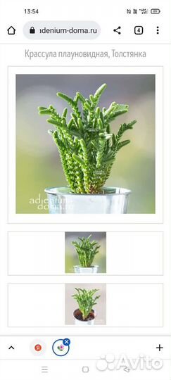 Крассула лукоподис